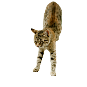 A Striped Tabby Cat Stretching On A Stone Bench Outdoors, Capturing A Tranquil Moment. 18385 - Cat PNG image with transparent background